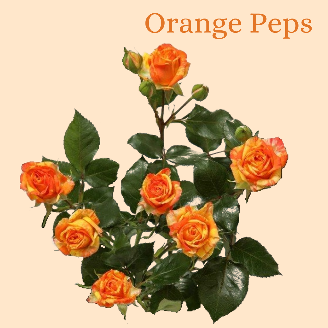ROSE BR. ORANGE PEPS 50